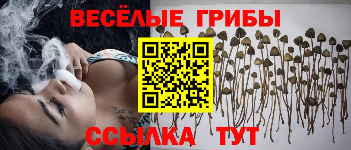 дарнет шоп  Вход с VPN  Галлюциногенные грибы мицелий  Губкинский  Псилоцибиновые грибы GOLDEN TEACHER 